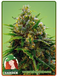 Cinderella99 Marijuana Seeds