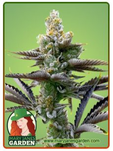 Cream Candy Marijuana Seeds