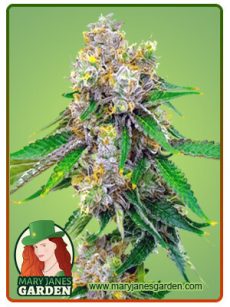 Cream Marijuana Seeds