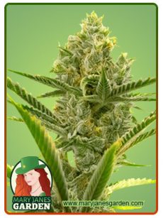 Critical 2 0 Marijuana Seeds 1