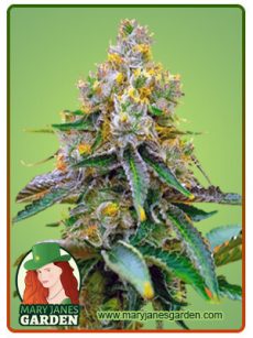 Critical 47 Marijuana Seeds