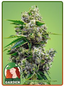 Critical Jack Marijuana Seeds