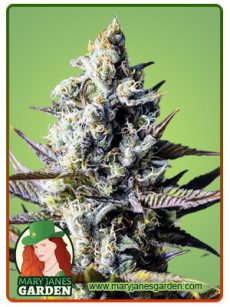 Critical Kush Marijuana Seeds