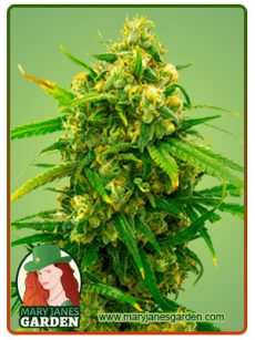 Critical Marijuana Seeds 1