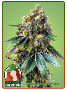 Critical Marijuana Seeds