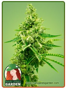 Critical Mass Autoflower Marijuana Seeds