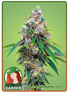 Critical Mass Marijuana Seeds 1