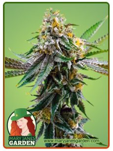 Critical Northern Lights Marijuana Seeds