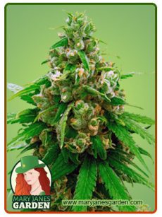Critical Widow Marijuana Seeds