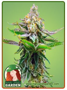 Devil XXL Marijuana Seeds