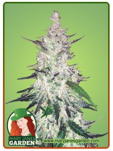 Diesel Marijuana Seeds