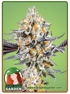 Do si Dos Marijuana Seeds