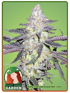 Dolato Marijuana Seeds