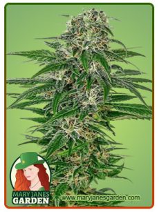 Early Skunk Marijuana Seeds