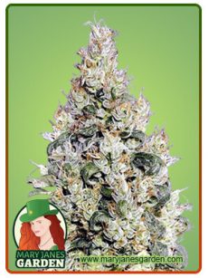 Exodus Cheese Marijuana Seeds