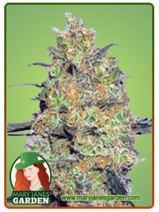 Fire OG Marijuana Seeds