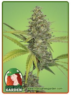 G13 Fem Marijuana Seeds