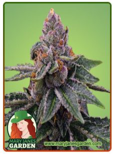 Gelato Fem Marijuana Seeds