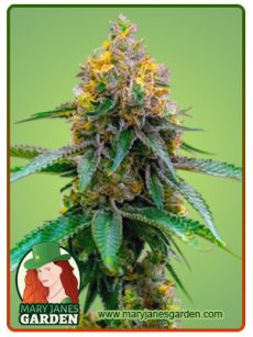 Girl Scout Cookies Auto Marijuana Seeds