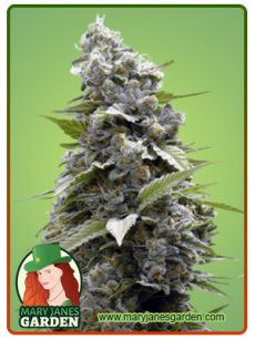 Girl Scout Cookies Fem Marijuana Seeds