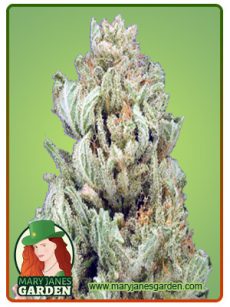 God Bud Marijuana Seeds
