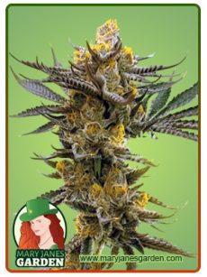 Gold Leaf Marijuana Seeds
