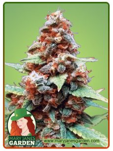 Gorilla G Lemon Marijuana Seeds