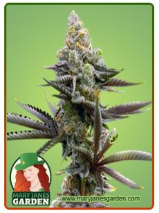 Gorilla Glue 4 Marijuana Seeds