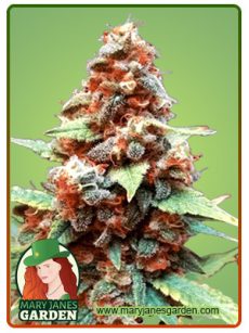 Gorilla Lemon Fire Marijuana Seeds