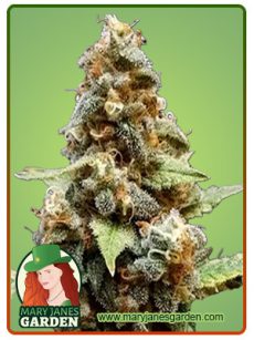 Gorilla Lemon Fire Regular Marijuana Seeds
