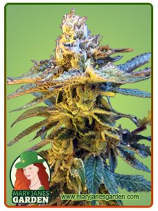 Grandaddy Black Marijuana Seeds