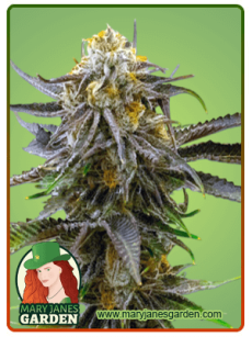 Grandaddy Bruce fem