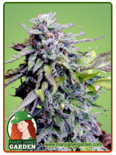 Grandaddy Purple Regular