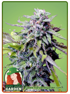 Grandaddy Purple fem