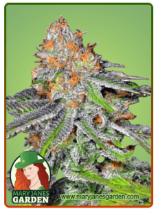 Grape Ape fem