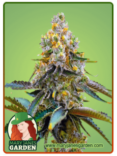 Grape Killer 99 fem