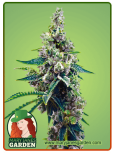 Grapefruit Autoflower