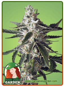Great White Shark fem