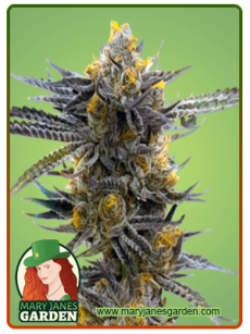 Haze XL Autoflower