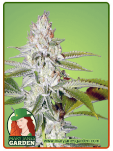 Hellfire OG fem