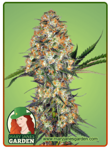Hindu Kush fem