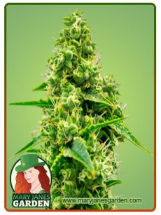Jack Herer Marijuana Seeds