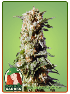 Kosher kush fem 1