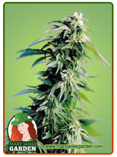 Kush XL Autoflower