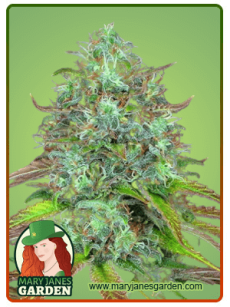 LSD Autoflower