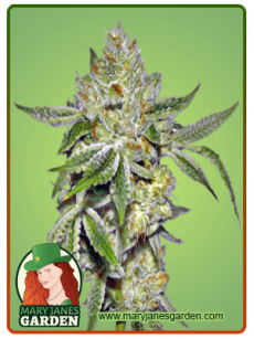 Lemon Diesel fem