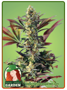 Lemon Garlic fem