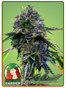 Lemon Haze Autoflower