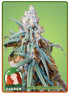 Lemon Kush fem