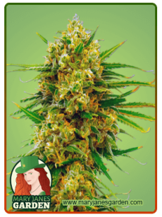 Lemon Tree fem